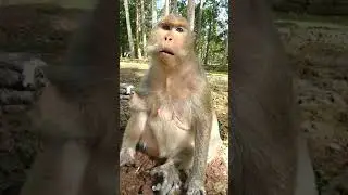 What is Monkey Maddie Doing?
