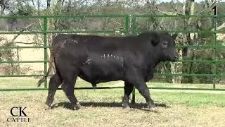 CK Cattle - CK Yearling Kickoff Sale