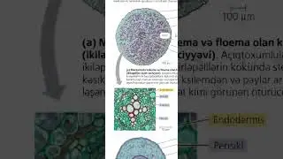 RFO.Gövdənin quruluşu 1-cili  və 2- cili böyümə 