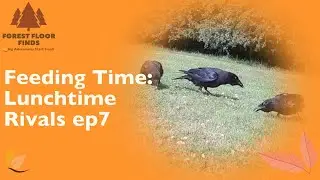 Crow Family Feast: Lunchtime Gathering Ep7 #crow #raven #birds
