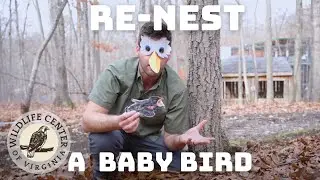 How to Re-Nest a Baby Bird
