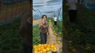 Farmers are happy to harvest cucumbers #2024 #life #cucumber #enjoy #garden #fresh #shorts #rural