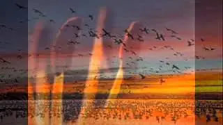Nature Elements video 0001
