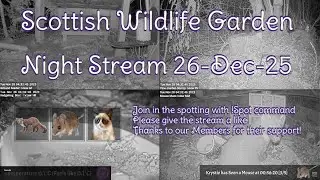 LIVE 🔴 Bird Feeders, Wildlife Cameras Scotland UK from Scottish Wildlife Garden