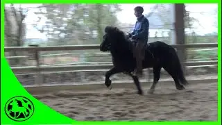 Die Last mit dem (Schweine-) Pass. Was kann ich gegen Passtölt machen?