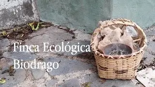 Visita a la Finca y huerto ecológico BIODRAGO. Valle de Agaete