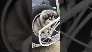 dog House 😂 Watch this funny cat jump fail #Catsoftiktok #CatLovers #cat