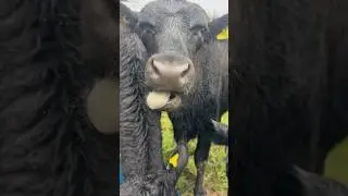 Our Angus cows enjoying their lunch 🍽️🐄 #farming #cows #angus #agriculture #beef