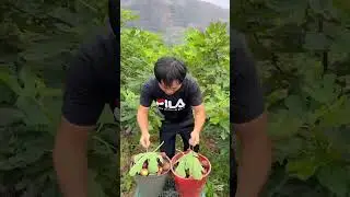 Fresh Fig| Beautiful Fig | Growing fruit|#fig #hamarizarat #agriculture #farming #usashorts #orchard