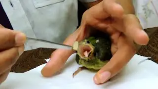 Feeding baby barbets with a pair of forceps 1