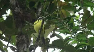 Tyran sociable (Myiozetetes similis) Social Flycatcher