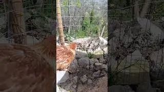 Girls are happy this morning #chickens #eggs #chickencoop #ytshorts #italy #garden #chicken