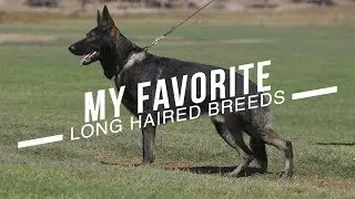 MY TEN FAVORITE LONG HAIRED DOG BREEDS