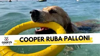 Un'ordinaria giornata al mare con un Golden Retriever