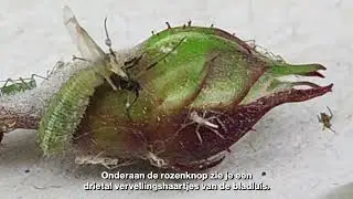 ROOTSUM | Zweefvlieg eet BLADLUIS op je planten