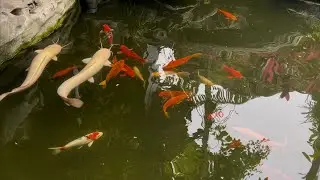 Ngắm Nhìn Hai chú trê lai siêu to & Đàn cá koi thư giãn ! Video cá cảnh chill 2026