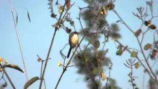 Rufous-sided Pygmy-Tyrant