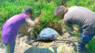 Best Deep Hole to Finding Fish Meet Catfish - Fishing By Hand -Catch Catfish by Unique Fishing