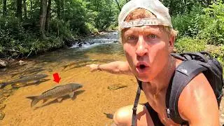 This Tiny HIDDEN Creek is FULL of Fish!