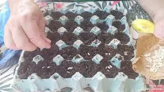 Como germinar semilla de pepino en un cartón reciclado