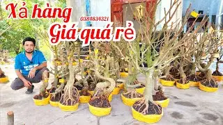31/1 A Duy 0384834321 phôi mai giảo bonsai đế đẹp víp hoành to giá rẻ xả hàng|MaivàngThanhTâm