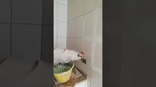 white cement Laga ne ka tips #shortvideo #ceramic #tiles #viral #work