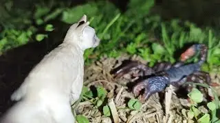 Life Of The Siamese Cat 11: Stinger Of Death