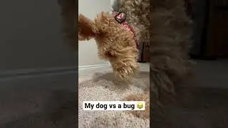 My dog vs a bug 😂😂😂 see what your dog does? #trending #funny #dog #viral #try #foryou #youtubegrowth