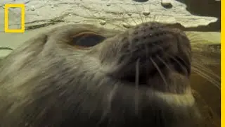 Le phoque marbr&eacute; du lac Saimaa, un animal unique