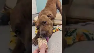 Ranking shelter dogs based on how nicely they take their treats 💙#fyp #shorts #foryou