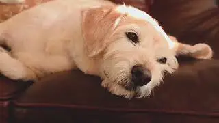 Make Dog Relaxing Claiming Music Videos #dogrelaxing #dogs