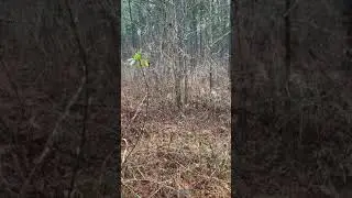 Final day of South Carolina rabbit season 2021 #2