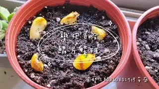 【鐵砲百合鱗片繁殖法】｜The Propagation of Lily Scales