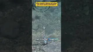 This Smart Bird Has a Surprising Fishing Technique!🤯