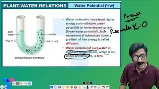 Plus One Focus Area 2021 | Transport in Plants | Target Learning App