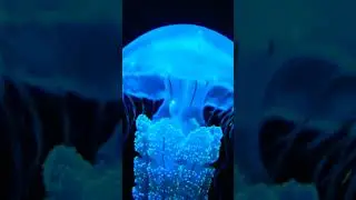 AI Powered Glowing Jellyfish | Relaxing Ocean Beauty ✨ | SEO YouTube Automation.