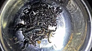 Caught Dozens of Scorpions at Night 😱  Real Scorpion Collection Close Up