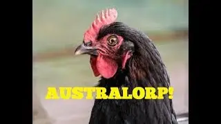 I GOT NEW CHICKENS!