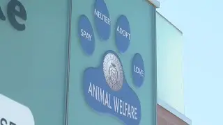 Investigation finds city contracts involving Animal Welfare showed 'favoritism'