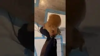 Persistent Dog Clings to Owner's Sock and Refuses to Let Go