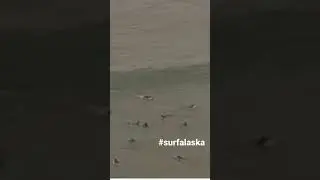 Surf Alaska #surfalaska #shorts