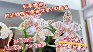 Phal. hieroglyphica 原生种蝴蝶兰象形文字甲骨文，兰花欣赏和养护方法，所有兰花都通用的水肥管理思路，最适合新手的原生种蝴蝶兰，坐标多伦多