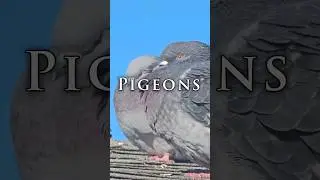 Pigeons - Blowing in the Wind