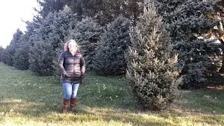 Tips for Creating a Windbreak