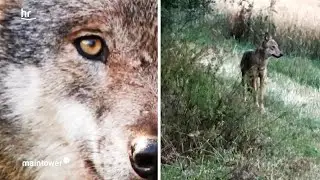 Wolfssichtung im Vogelsberg | maintower