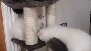 Colourpoint Kittens