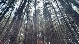 Pine Valley Vagamon | Idukki | kottayam #kerala #godsowncountry #hillstation #westernghats #vagamon