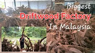 Full tour of the biggest driftwood factory in Malaysia