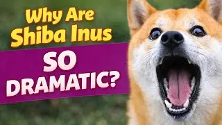Shiba Inu Behavior: Why They're So Extra