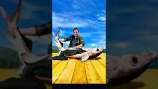 🎣 Cooking Giant Sturgeon with Caviar_Incredible Recipes in a Mountain